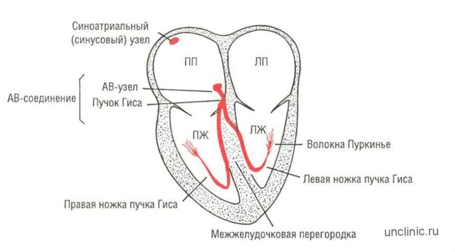 Сердце расшифровка